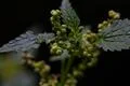 Nettle flower closeup extreme macro shot stock photography Photo