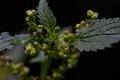 Nettle flower closeup extreme macro shot stock photography Photo
