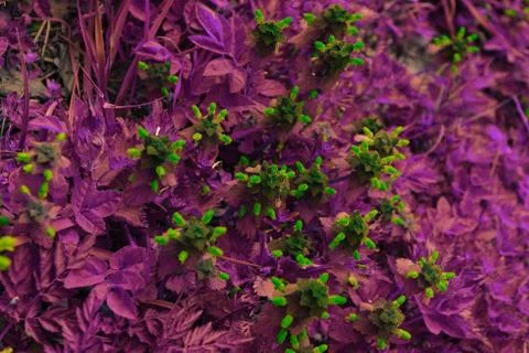 Nettle flower with special filter Stock Photos