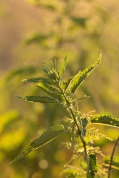 Nettle flower at sunset in backlight. Background of sunset Stock Photos