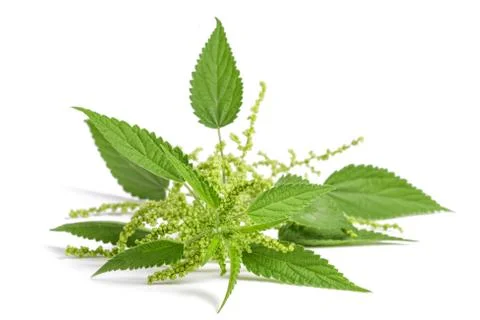 Nettle with flowers Stock Photos