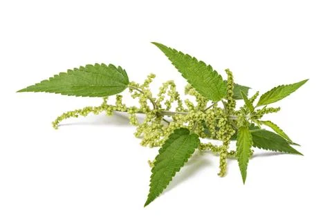 Nettle with flowers Stock Photos