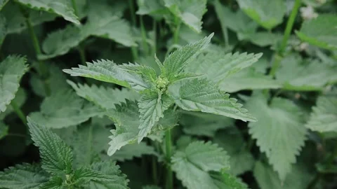 Nettle with fluffy green leaves. Background Plant nettle grows in the ground Stock Footage 155056311
