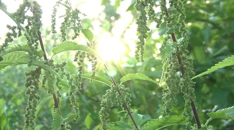 Nettle Stock Footage 7759900