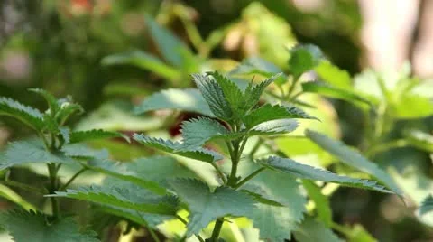 Nettle Stock-Footage 10907041