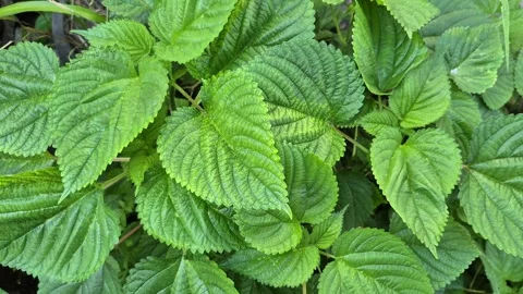 Nettle Vidéo 313517672