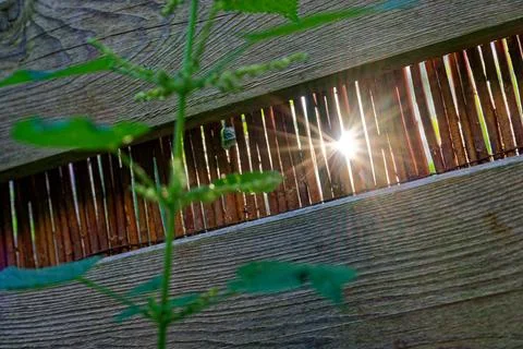 Nettle foreground with sunlight streaming through bamboo slats Stock Photos