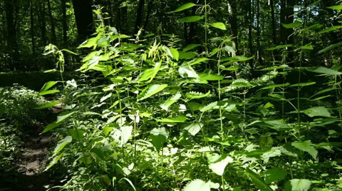Nettle in the Forest Stock Footage 39932594