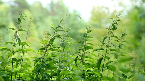Nettle In The Forest Stock Footage 52198146