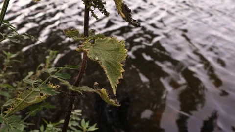 Nettle in front of river water Stock Footage 121456101