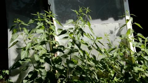 Nettle in the garden Stock Footage 133543150