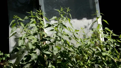 Nettle in the garden Stock Footage 133543187