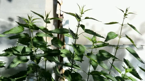 Nettle in the garden Stock Footage 133544847