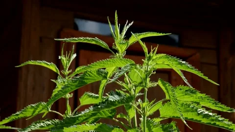 Nettle in the garden Stock Footage 133848989