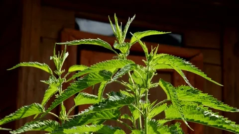 Nettle in the garden Stock Footage 133849747