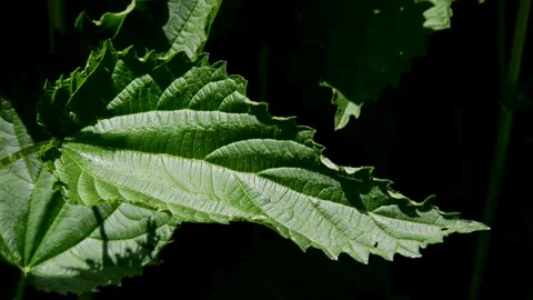 Nettle in the garden Stock Footage 252614066