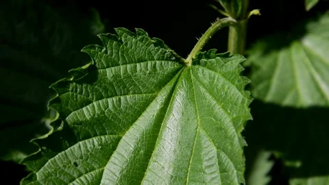 Nettle in the garden Stock Footage 252614682