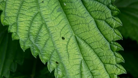 Nettle in the garden Stock Footage 252627768