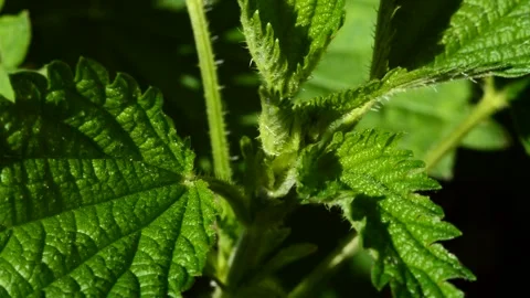 Nettle in the garden Stock Footage 252696974