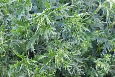 Nettle grass leaves full frame Stock Photos