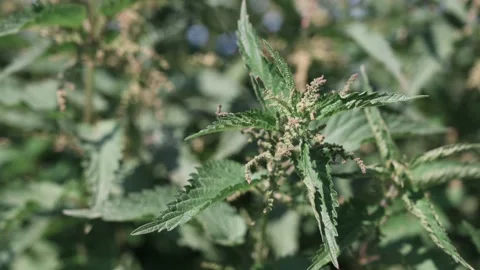 Nettle growing at the edge of a field in sunshine Stock Footage 141467745