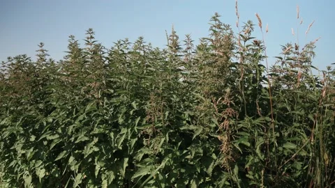 Nettle growing at the edge of a field in sunshine Stock Footage 141468038