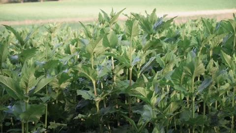 Nettle growing at the edge of a field in sunshine Stock Footage 141468652