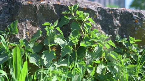Nettle growing on a rock in the closeup Stock Footage 130364881