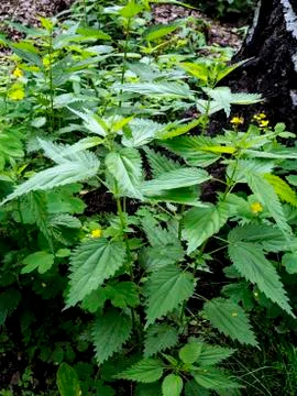 Nettle grows in the forest among the trees Stock Photos