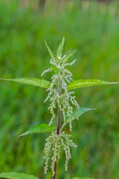 Nettle herb in bloom Stock Photos