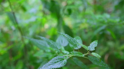 Nettle herb , summer Stock Footage 48814261
