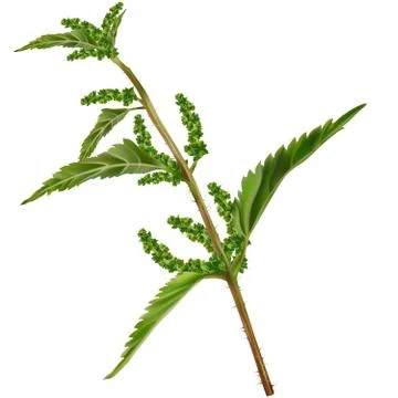 Nettle Illustrazione stock