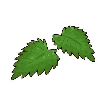 Nettle illustration Illustrazione stock