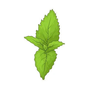 Nettle illustration Stock Illustration