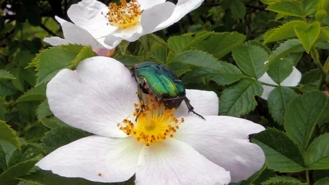 Nettle Leaf Beetle collecting pollen Stock Footage 90248344