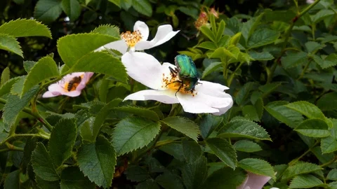 Nettle Leaf Beetle collecting pollen Stock Footage 90248359