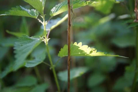 Nettle leaf closeup Stock Photos