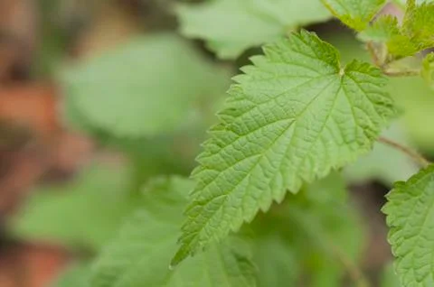 Nettle leaf macro shot with blurred background Stock Photos