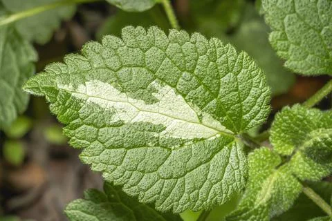 Nettle leaf Stock Photos