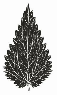 Nettle leaf print, botanical drawing Stock Illustration