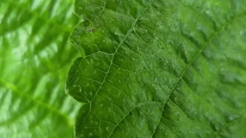 Nettle leaf texture Stock Footage 314112169