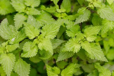 Nettle Leaves Close-up Stock Photos