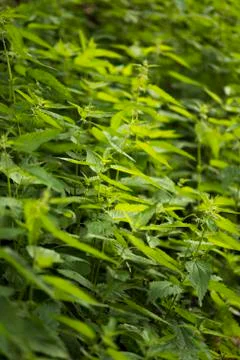 Nettle leaves Stock Photos