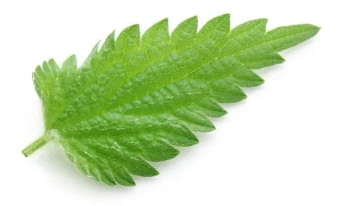 Nettle leaves Stock Photos