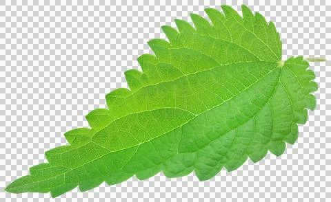Nettle leaves Stock Photos