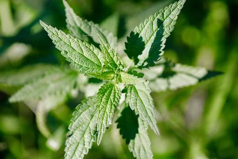 Nettle Leaves Stock Photos