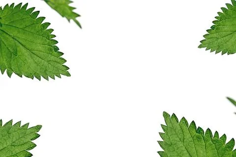 Nettle leaves with space for text Foto stock