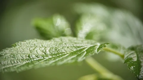 Nettle leaves swaying in the wind Stock Footage 109485801
