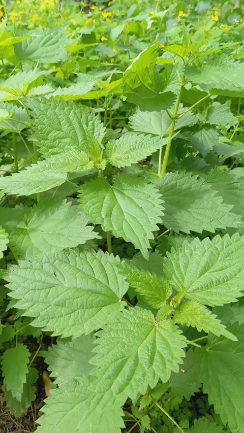 Nettle is a medicinal plant Stock Footage 309863356