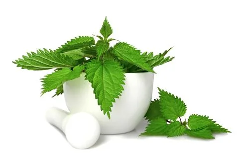 Nettle in a mortar isolated on white Stock Photos